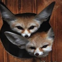 Two Fennec Foxes are better than One