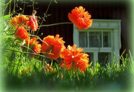 My garden - countryside, orange, green, summer