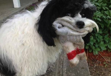 Dog has a Mouthful! - mouth, stuff, dog, toy, funny, sock, cute