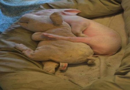 Piggy loves his Piggy! - stuffed, love, pig, toy, funny, piglet, sleep, sweet, cute