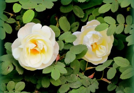 White rose - green, summer, white flower, yellow