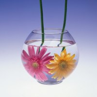 FLOWERS IN WATER