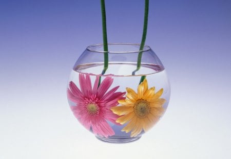 FLOWERS IN WATER - daisies, flowers, vase, water