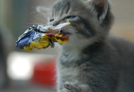 CUTE KITTY WITH PAPER - feline, kitty, cute, playing