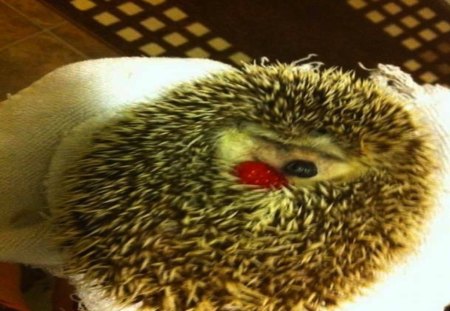 Hedgehog loves berries! - strawberry, hedgehog, cute, baby, sweet