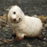 Darling Little Baby Seal!