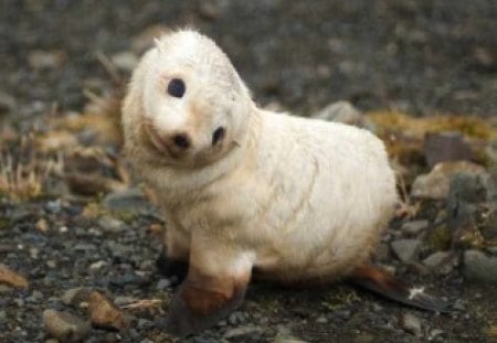 Darling Little Baby Seal! - baby, adorable, darling, seal, sweet, cute, pup