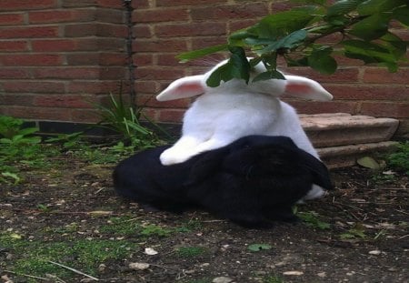 He ain't heavy...he's my bunny! - white, rabbit, cute, black, boost, bunny, team, help