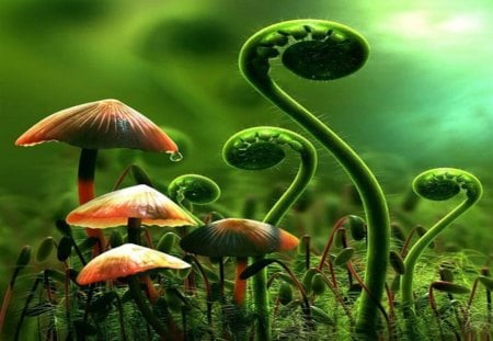 Nature Unfolding - unfold, forest, fern, awake, beautiful, mushroom, nature