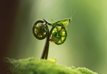 Praying Mantis on a Bike Ride - calugarita, bike, leaf, timed, grasshopper, praying mantis, wheels, insects, macro, green, insrct, unbelievable, nature, freaky, insect, photo, fern, strange