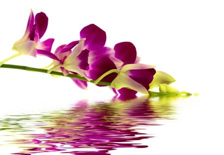 Reflection of beautiful flower - nice, fresh, delicate, water, wet, lovely, pretty, reflection, pink, petals, beautiful, branche, flower