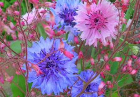 CANDY COLOURS - dahlia, blue, blooms, flowers, plants, garden