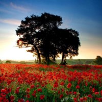 Lone tree among the poppy field