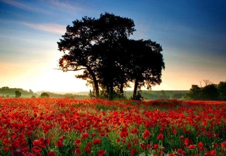 Lone tree among the poppy field - nice, sky, lone, summer, field, meadow, nature, floral, pretty, lonely, clouds, red, beautiful, tree, flowers, harmony