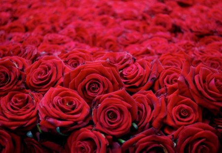 Thousands of roses for Michael - roses, amazing, red roses, love, petals, bouquet, michael jackson, flowers, king of pop, soft, gift