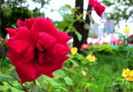 Bright red flower