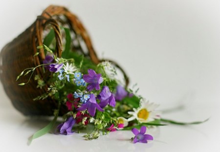 From last spring - flowers, basket, purple, cute, daisy, spring, lovely