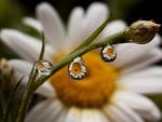 daisy with dew