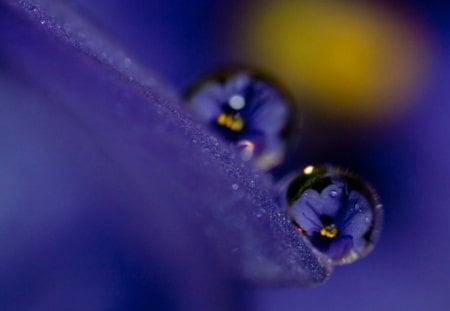 pansies in a drop of dew - flowers, drop, purple, blue, dew, reflection, pansies