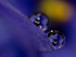 pansies in a drop of dew