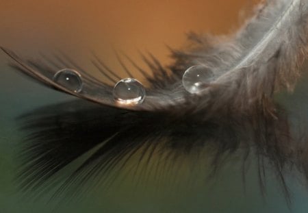 with a drop of a feather - feather, white, a drop of water, dew, bird