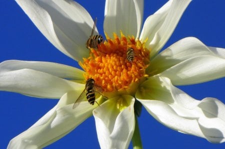 My garden - white, nice, summer, bee