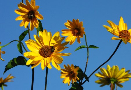 My garden - summer, field, yellow, bluesky