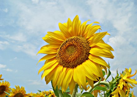 sunflower - nature, yellow, flower, sun