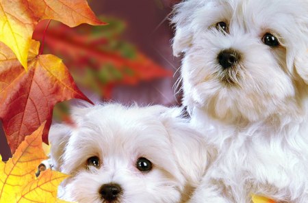 Fluffy Puppies - autumn, white, fall, dogs, cute, love, lovable, pet, bright, precious, pups, leaves, adoring, colors, sweet, canine, puppies