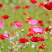 Poppies