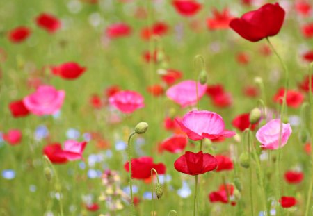 Poppies - pretty, poppies, summer, splendor, frass, flowers field, pink, flowers, field of poppies, red, field, field of flowers, bokeh, poppy, beautiful, summer time, beauty, colors, poppies field, nature, green, peaceful