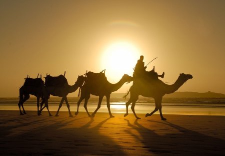 caravan - camels, desert, sand, bedouins