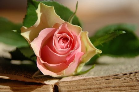 With Love - pretty, roses, romantic, book, bud, romance, pink, pink rose, flowers, for you, beautiful, pink roses, valentines day, beauty, lovely, with love, sweet, flower, petals, nature, rose, tender