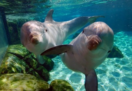 underwater world - dolphins, water, world, underwater, beauty, ocean