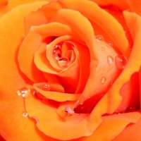 A amazing orange rose.