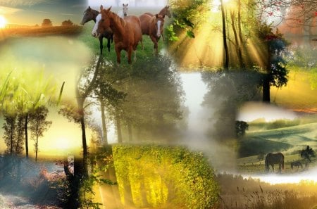 American Country Dawn - summer, forest, dew, harvest, grass, horses, morning, bright, light, fog, mist, autumn, fall, pasture, spring, country, sunrays, woods, fields, sun beams, trees, sunrise, dawn