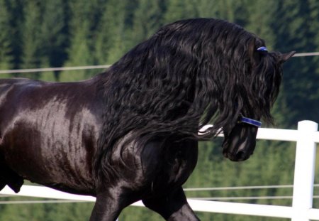 Black horse - horse, animal, fence, beauty