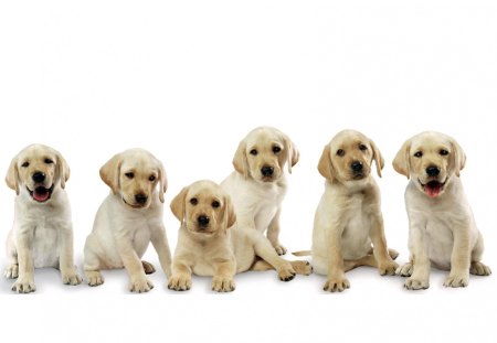 A bunch of puppies - cute, dog, puppy, labrador