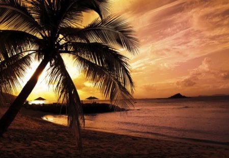 Beach Color in Twilight - shore, sunset, beach, tree