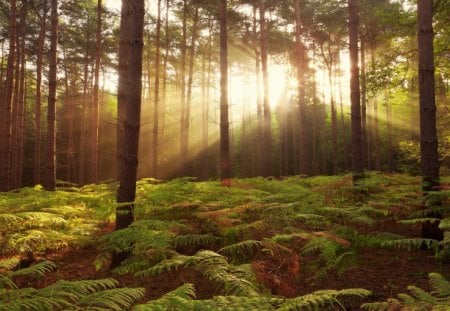 Sunrays - splendor, grass, sunrise, forest, light, sunrays, view, sky, woods, sun, sunlight, trees, beautiful, sunbeams, beauty, lovely, tree, nature, sunset, rays, green, peaceful