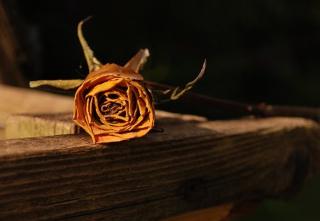 Dry Rose - nature, rose, flower, dry