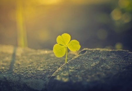 Clover - leaf, clover, flower, photography