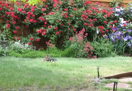 Waiting for humming birds - garden, humming birds, cat, rose