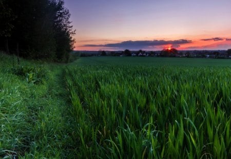 Sunset - splendor, landscape, grass, sunrays, path, view, field, pathway, houses, sky, sun, clouds, house, sunlight, trees, beautiful, beauty, colors, lovely, tree, village, colorful, nature, sunset, rays, green, peaceful