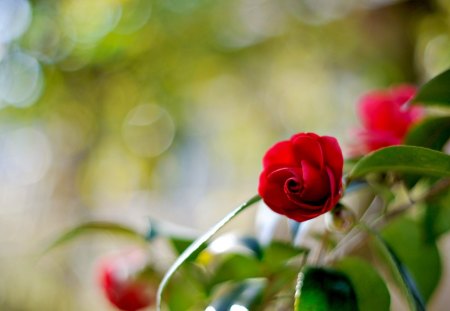 Red Rose - rose, beautiful, blossom, leaves, red roses, bloom, photography, red rose, nature, red, pretty, beauty, flowers, sweet, roses, bokeh, lovely