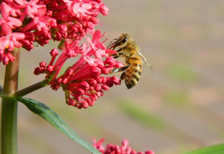 Perfect Landing - nature, bee, flowers, pink