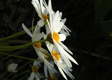 Looking towards the Light - daisy, flowers, beauty, nature