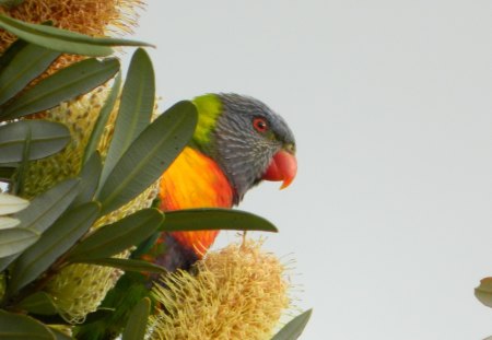 Rainbow of Feathers - nature, australian, rainbow lorikeet, bird