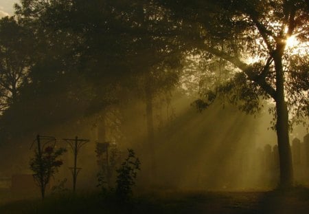 light ... - tree, forrest, sunlight, light