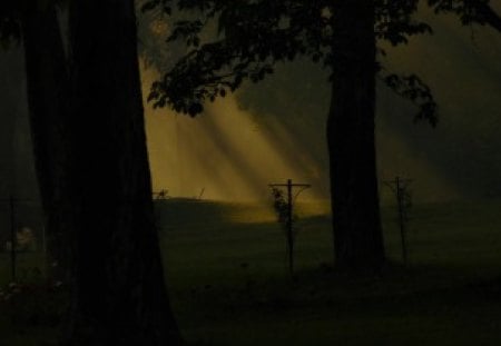 Spot light - light, forest, tree, dark